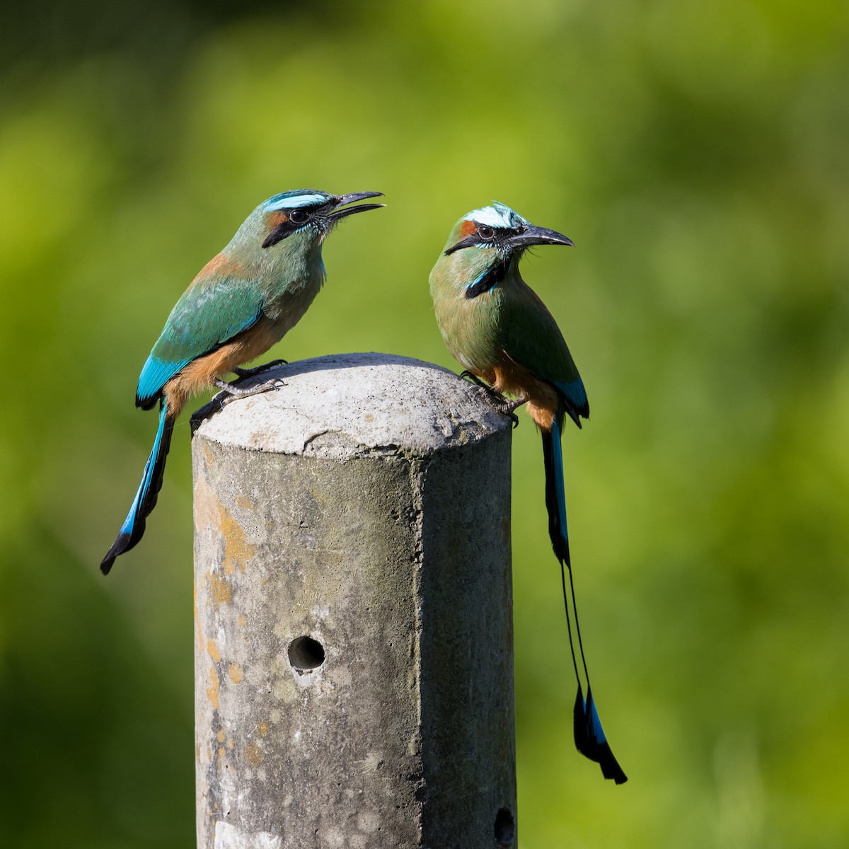 Turquoise-browed Motmot - ML637453898