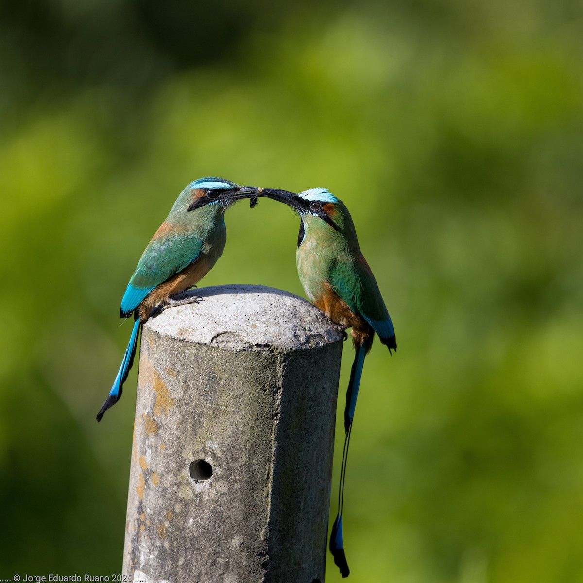 Turquoise-browed Motmot - ML637453899