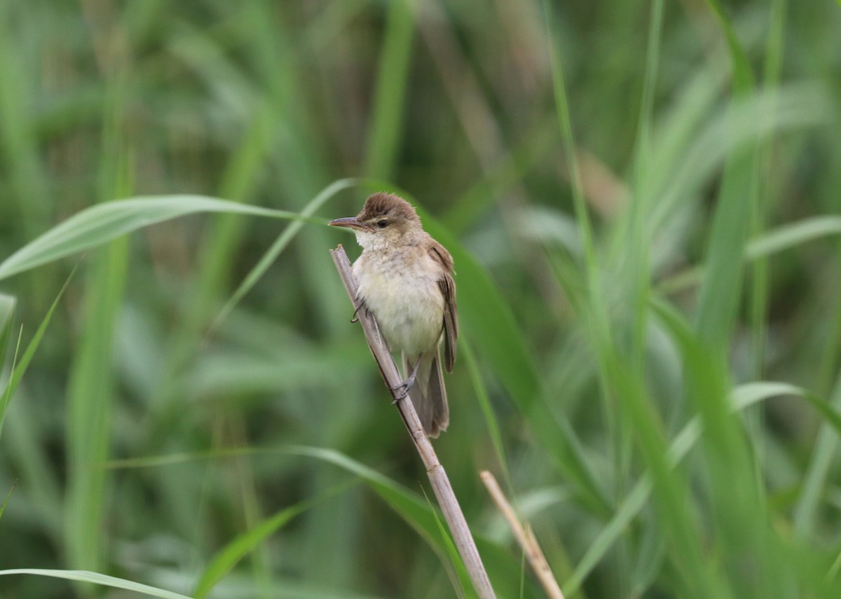 Oriental Reed Warbler - ML637453921
