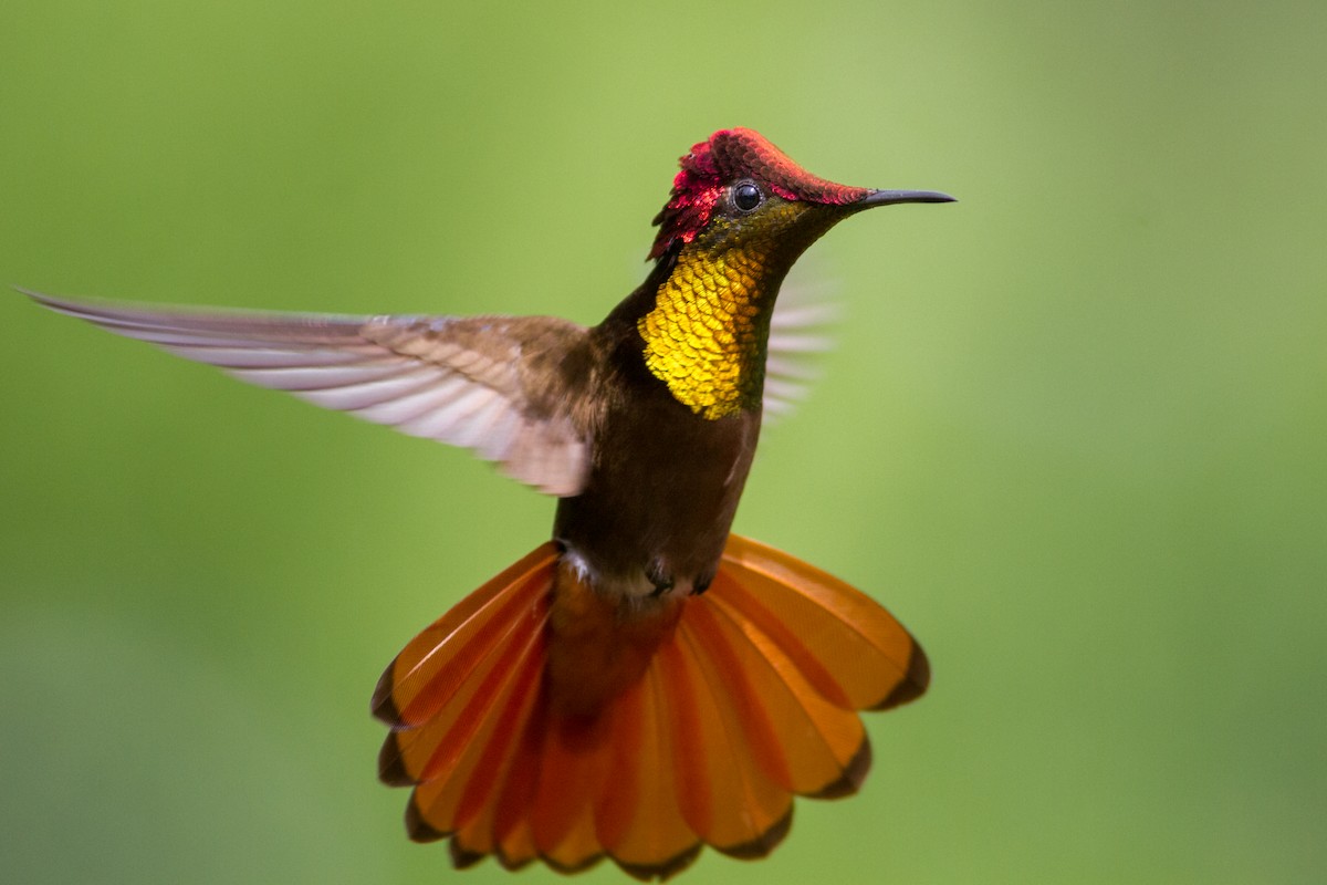 Ruby-topaz Hummingbird - ML637453922