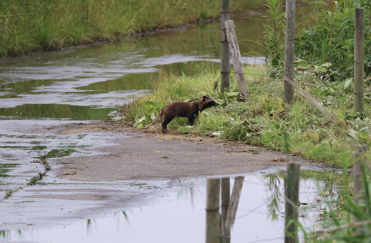 Animals - ML637453942