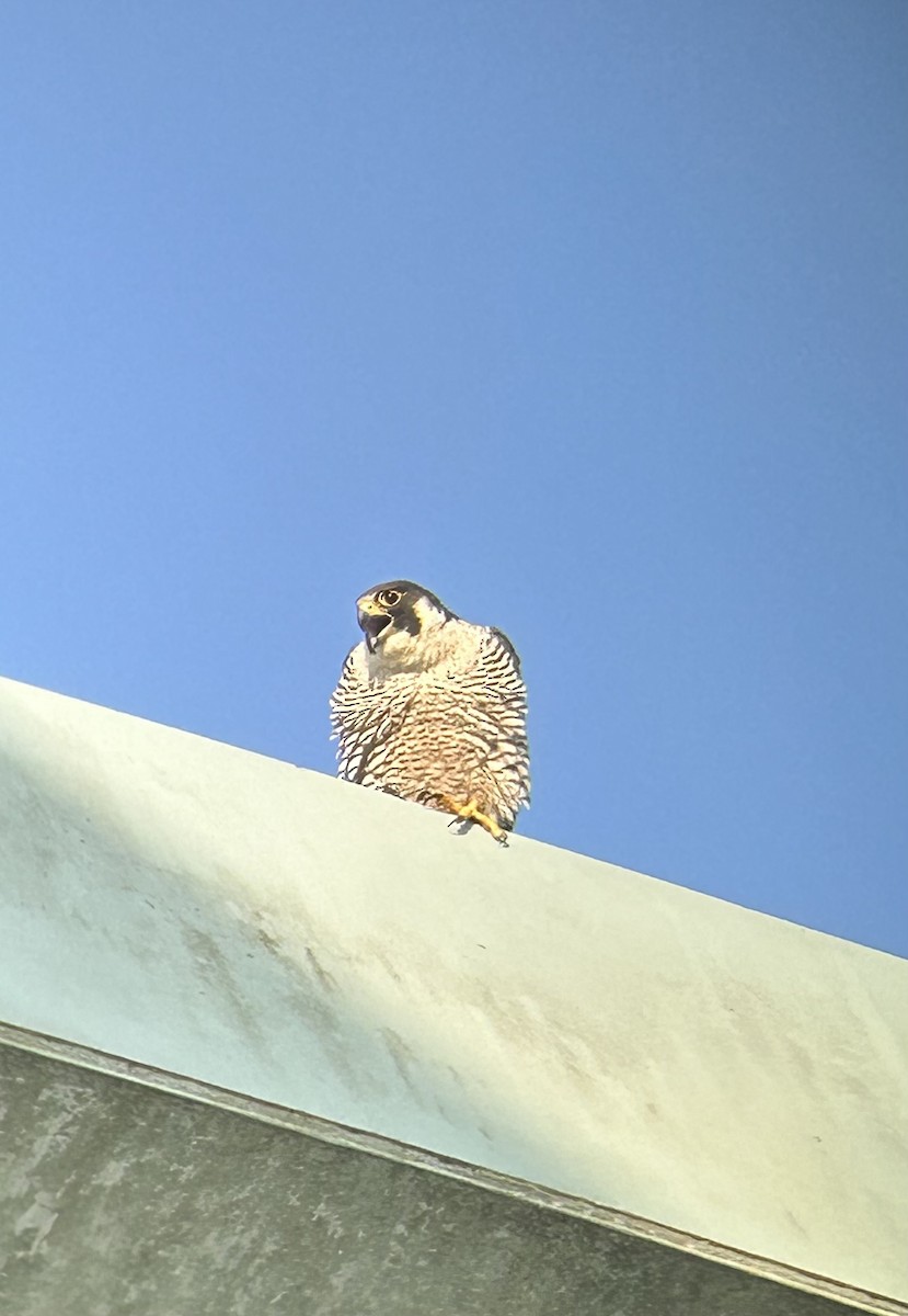 Wanderfalke - ML637453944