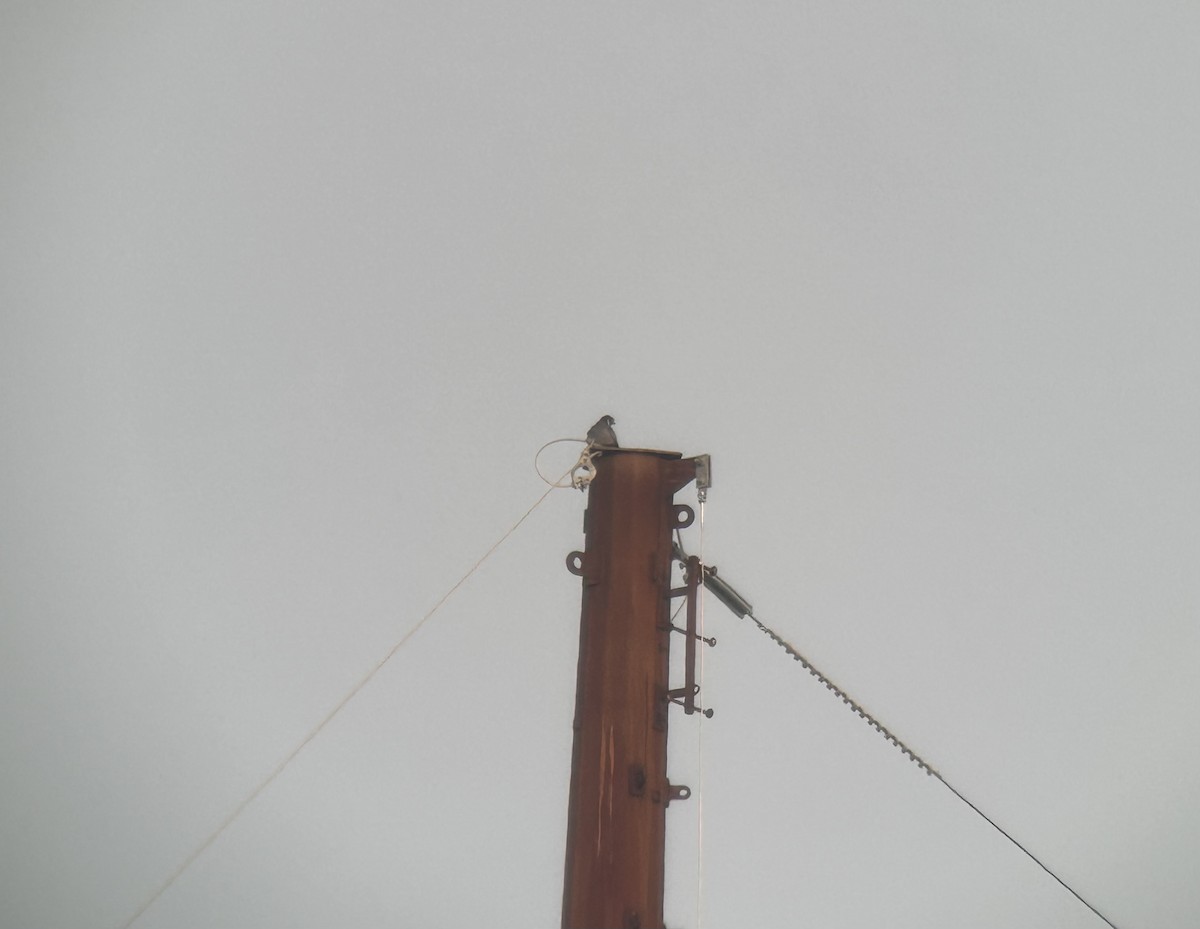 Wanderfalke - ML637453945