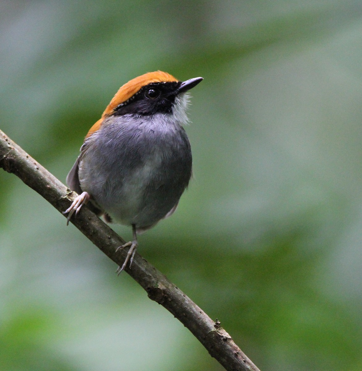 Black-cheeked Gnateater - ML637453996