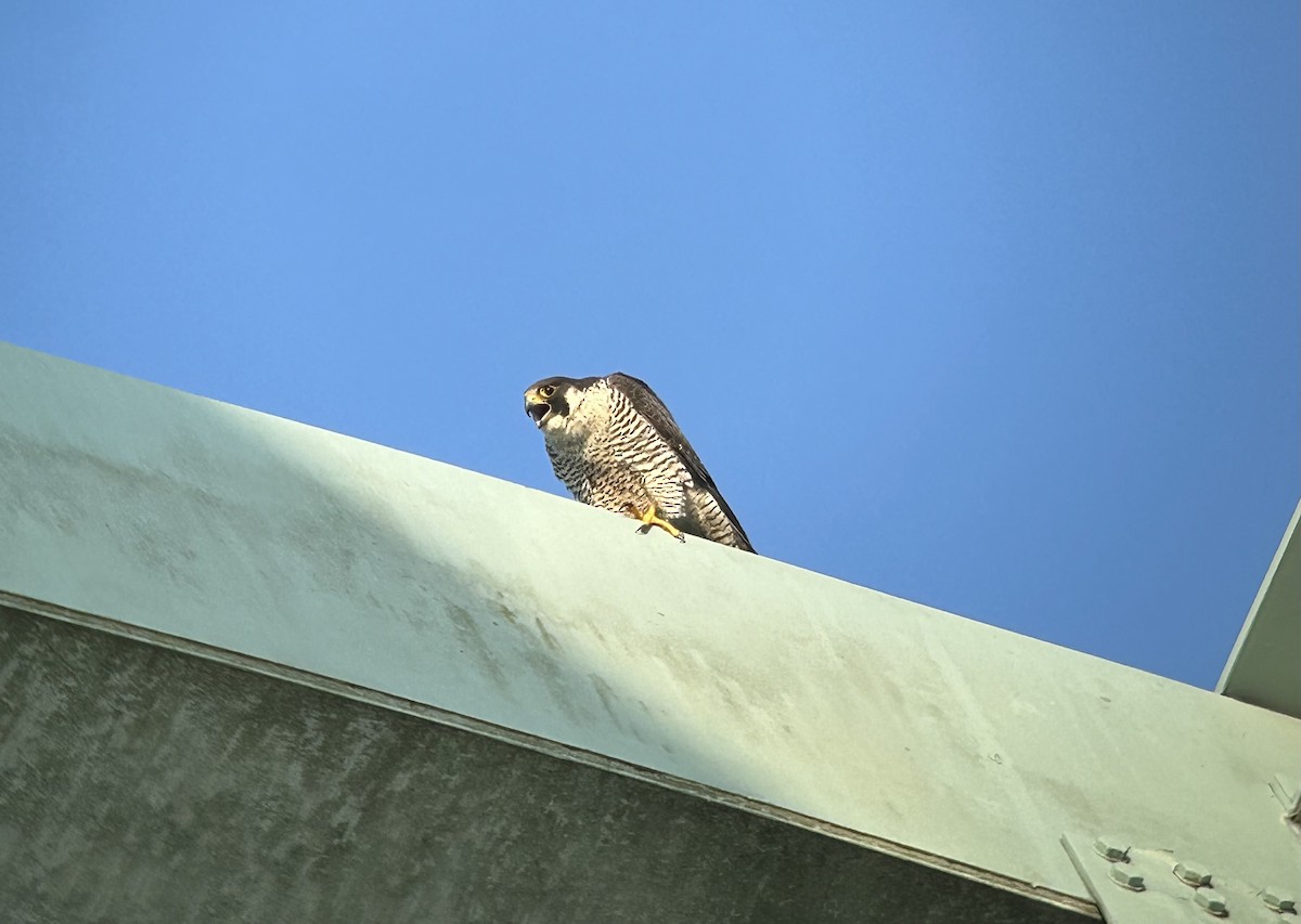 Wanderfalke - ML637454004