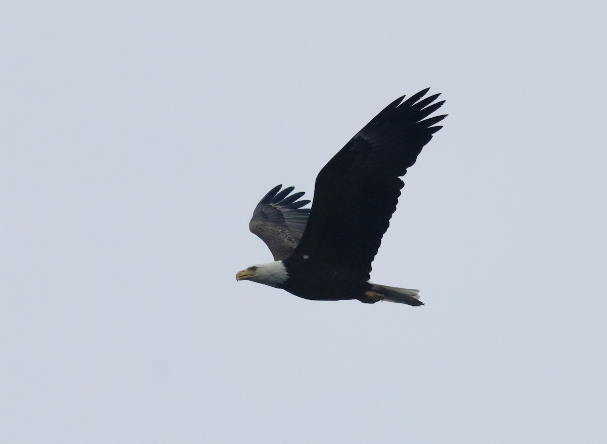 Bald Eagle - ML637454034