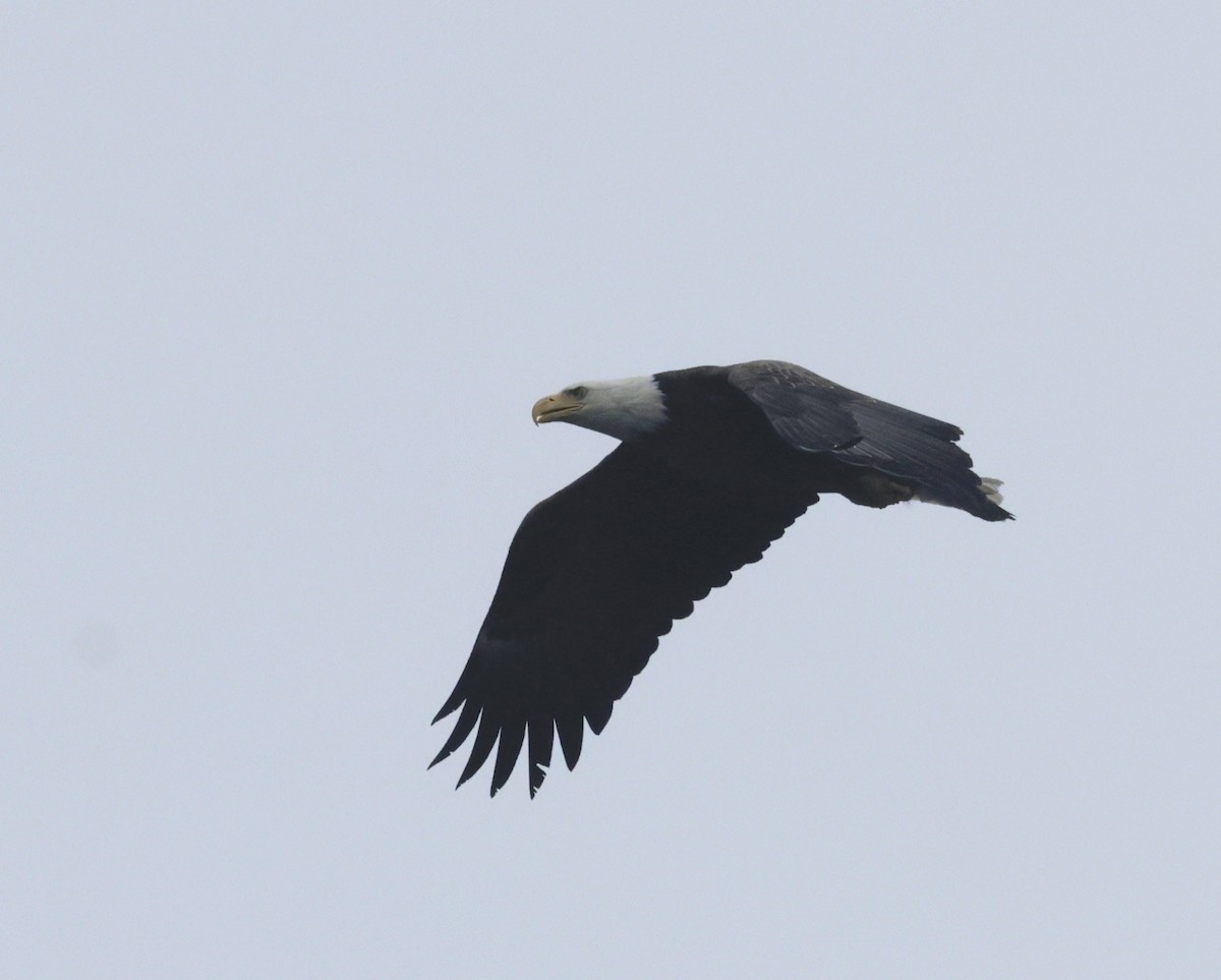 Bald Eagle - ML637454036