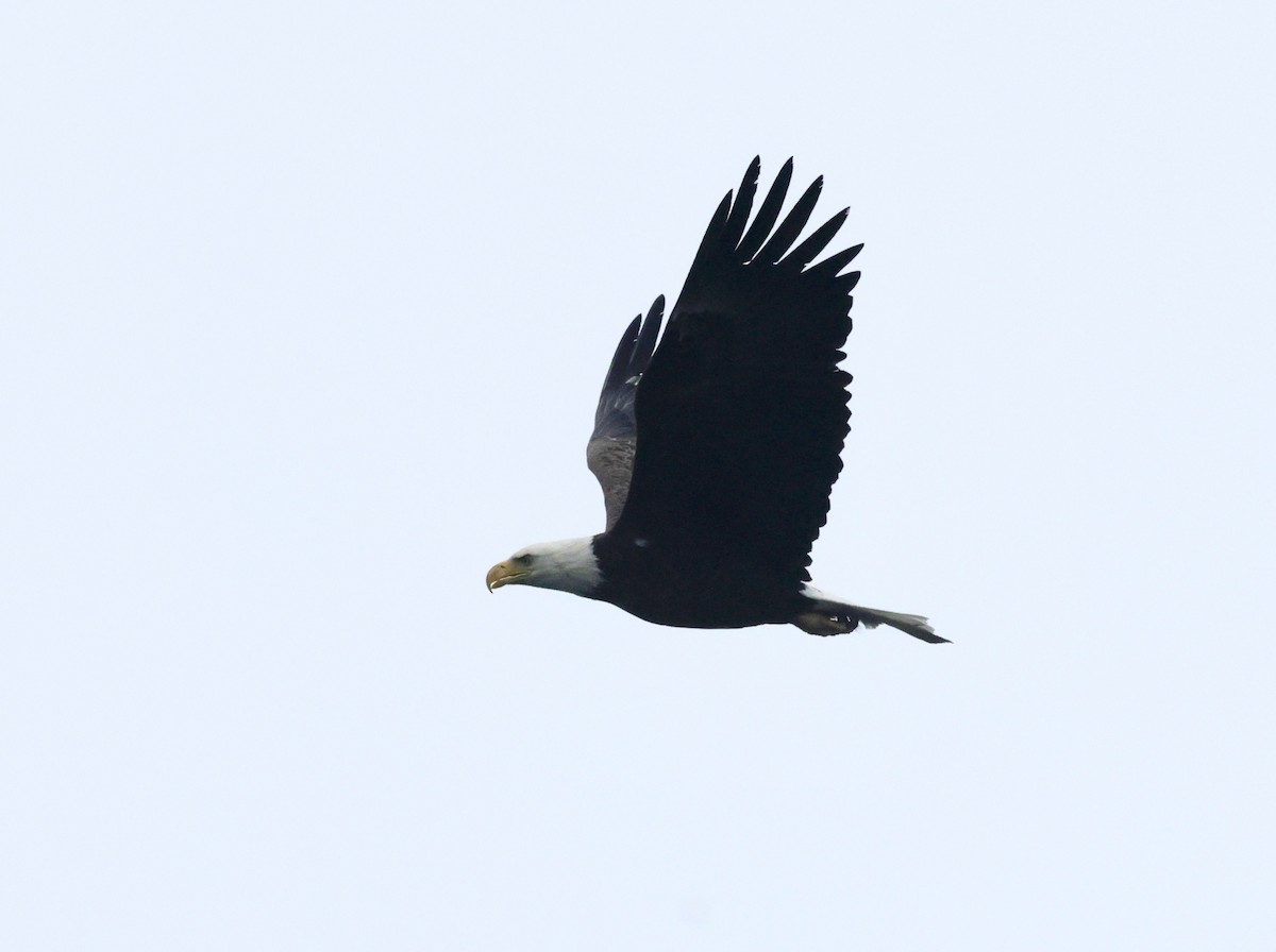 Bald Eagle - ML637454039