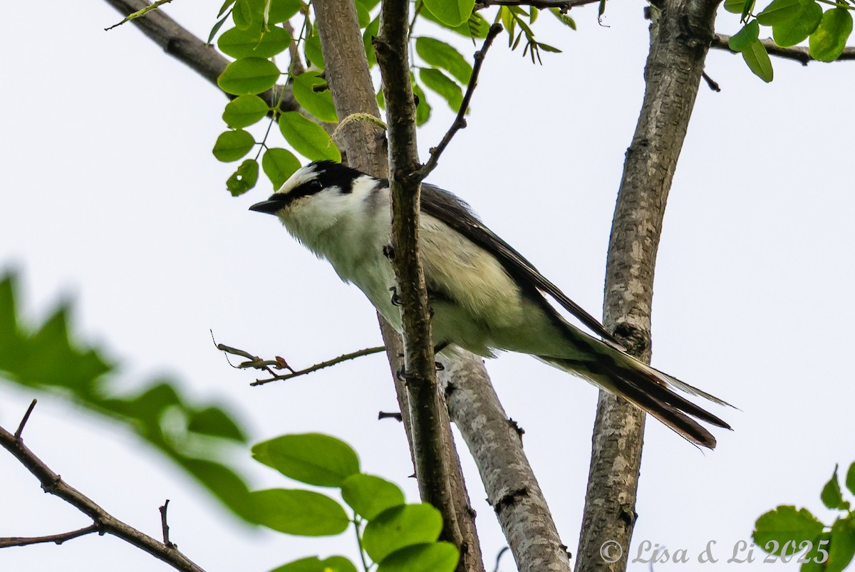 Brown-rumped Minivet - ML637454048