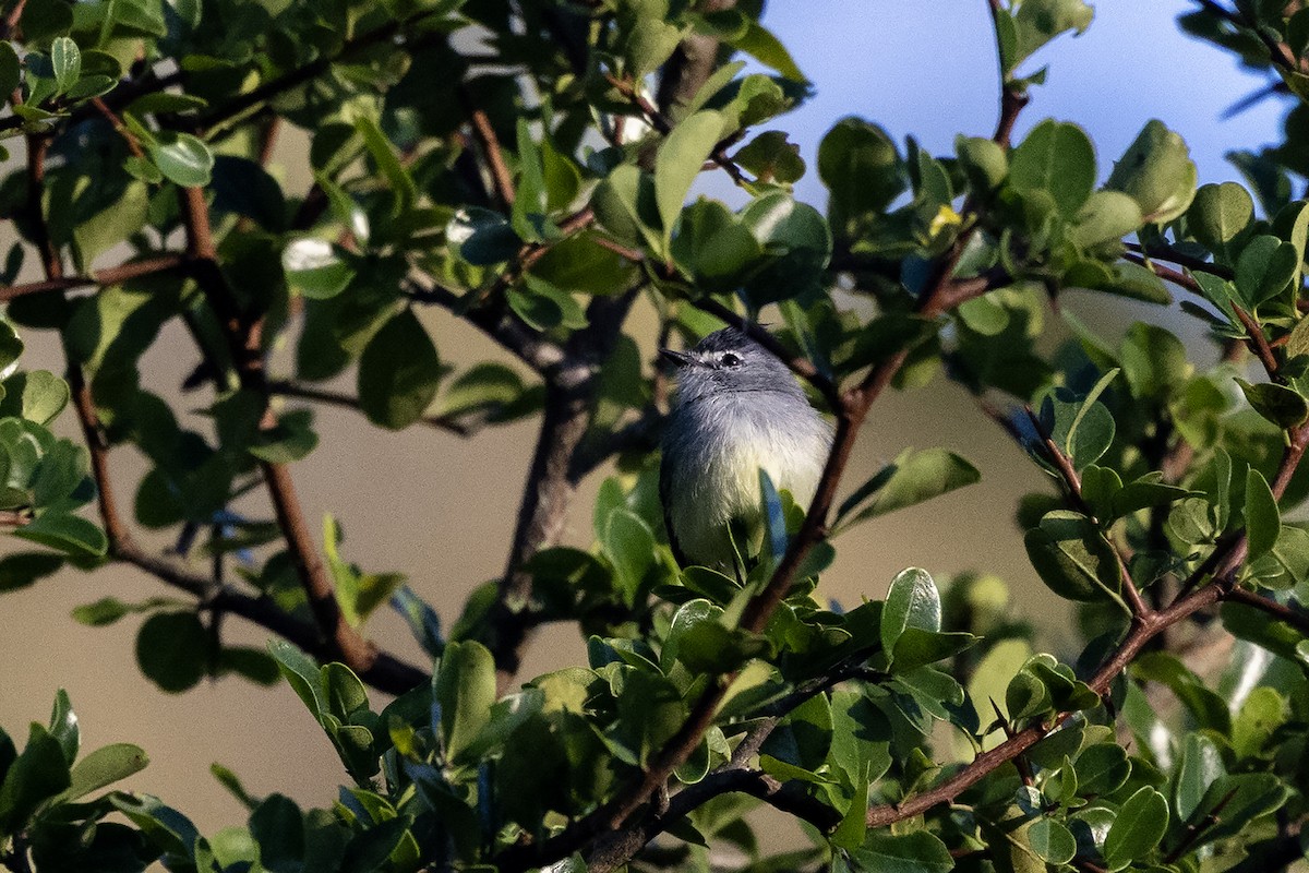 White-crested Tyrannulet (Sulphur-bellied) - ML637454301