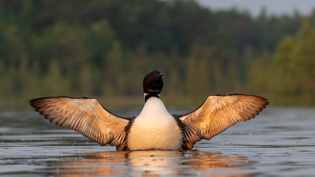 Common Loon - ML637454305