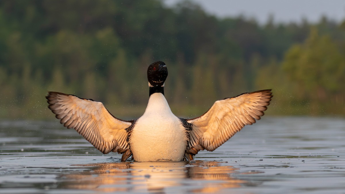 Common Loon - ML637454306