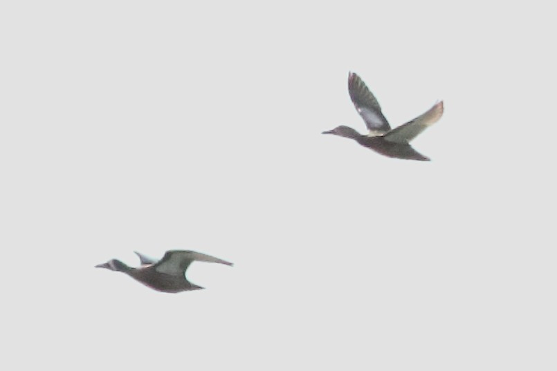 Blue-winged Teal - ML637454327