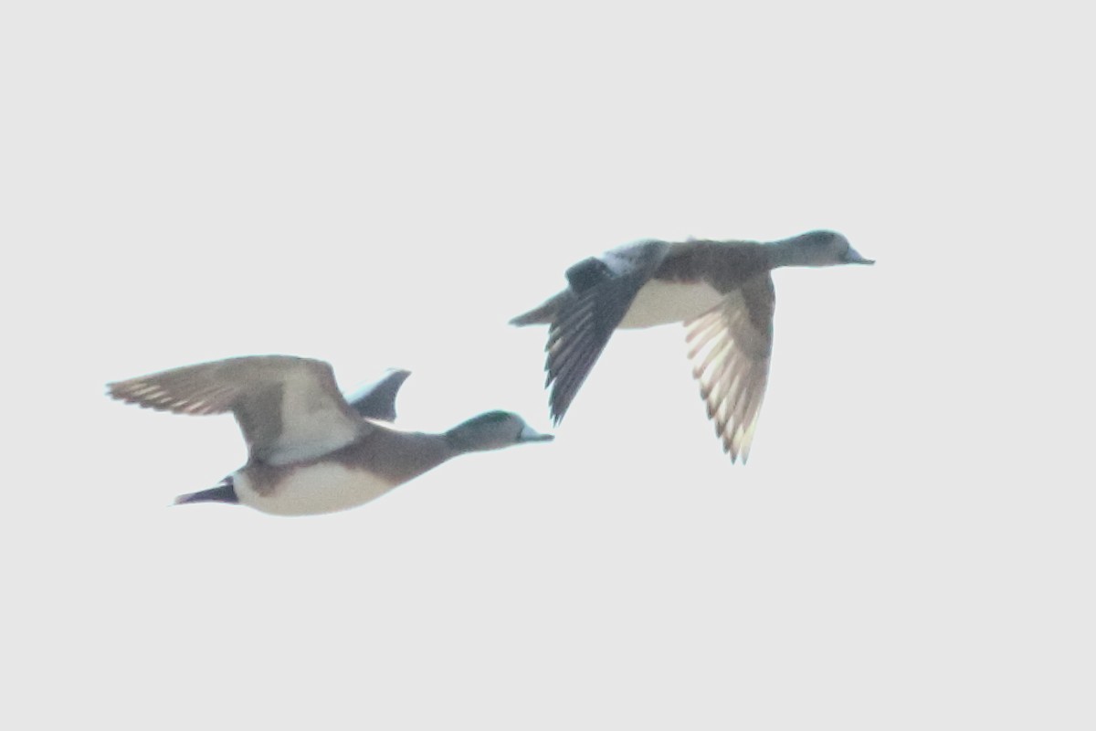 American Wigeon - ML637454337
