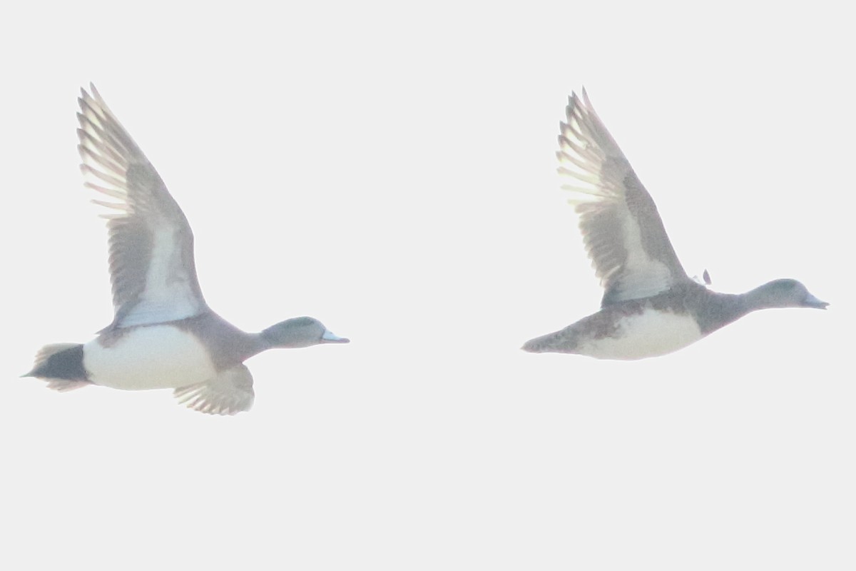 American Wigeon - ML637454341