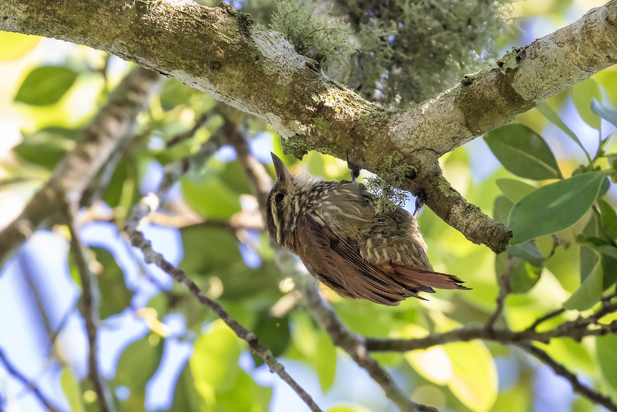 Streaked Xenops - ML637454405