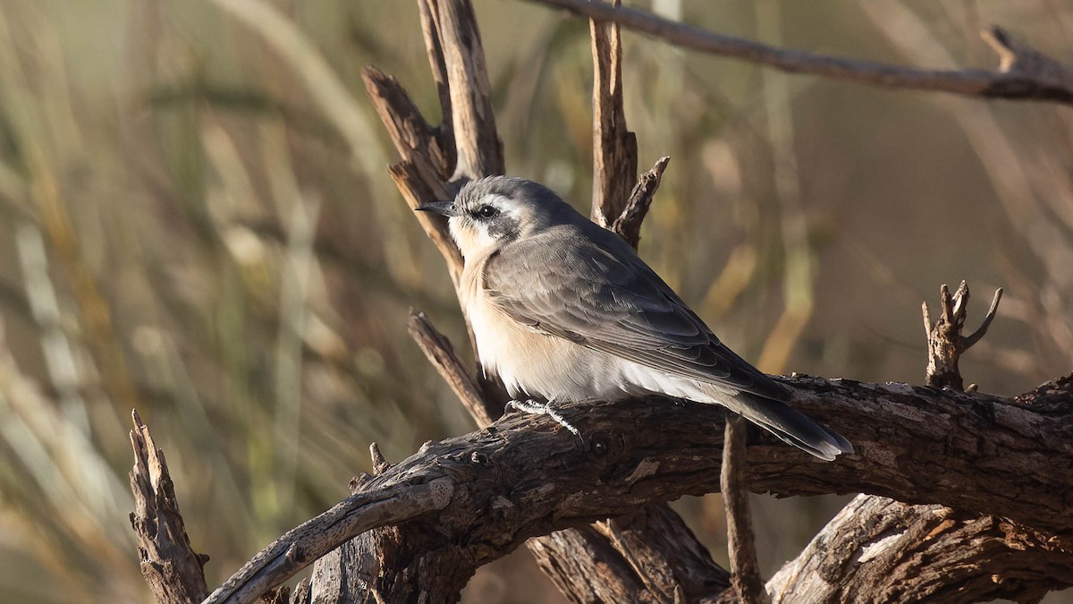 Black-eared Cuckoo - ML637454448