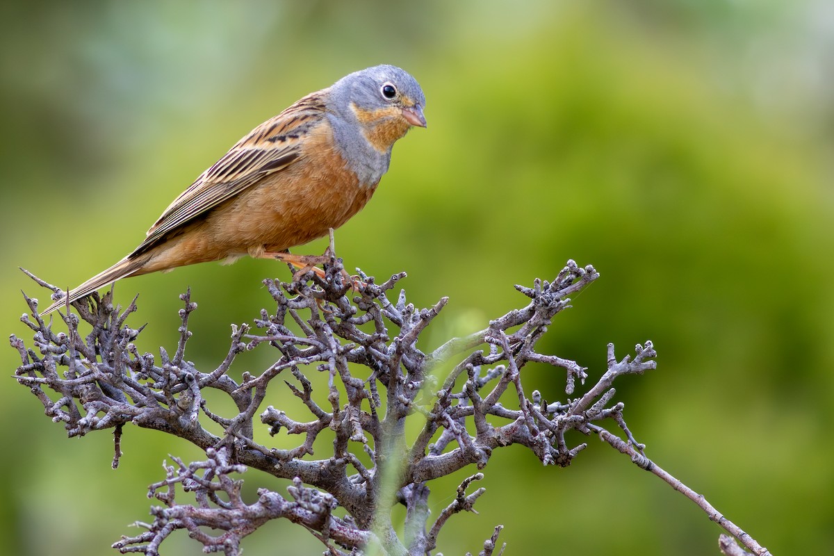 Cretzschmar's Bunting - ML637454473
