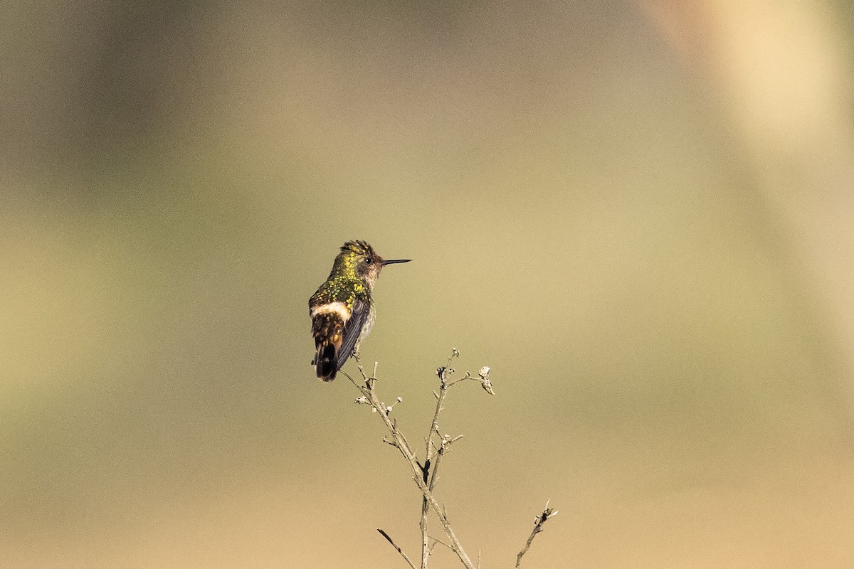 Frilled Coquette - ML637454500