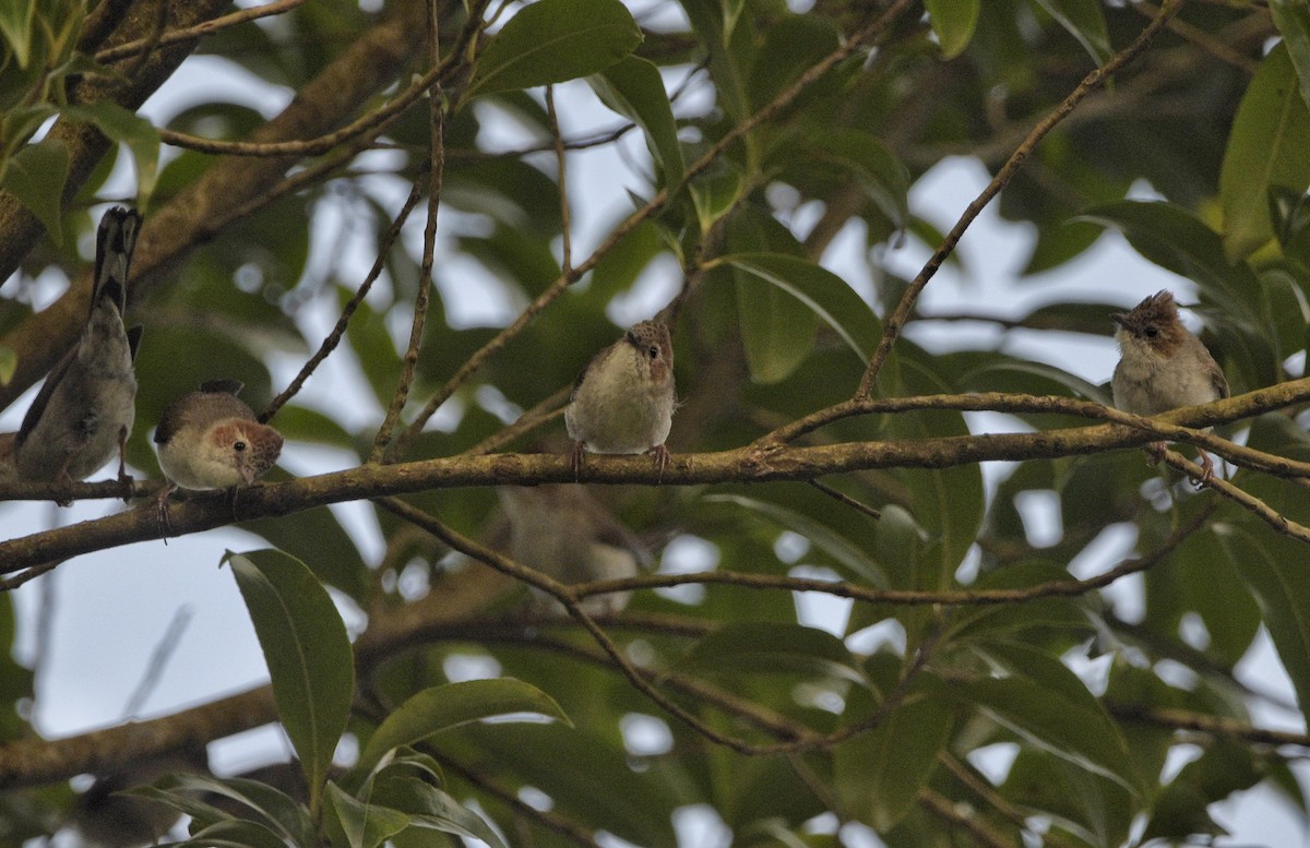 Striated Yuhina - ML637454507