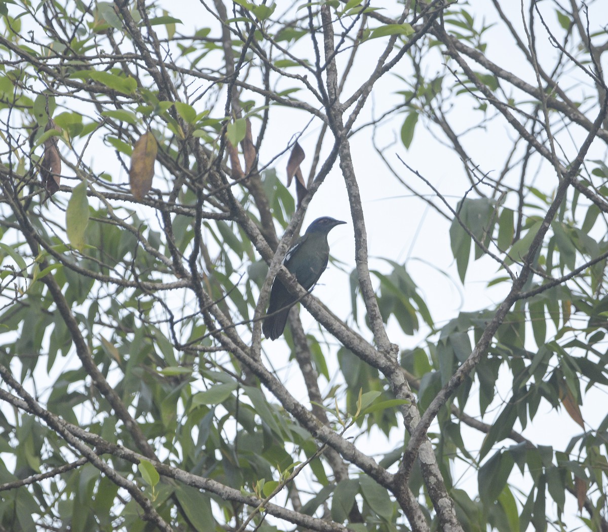 Green Cochoa - ML637454512