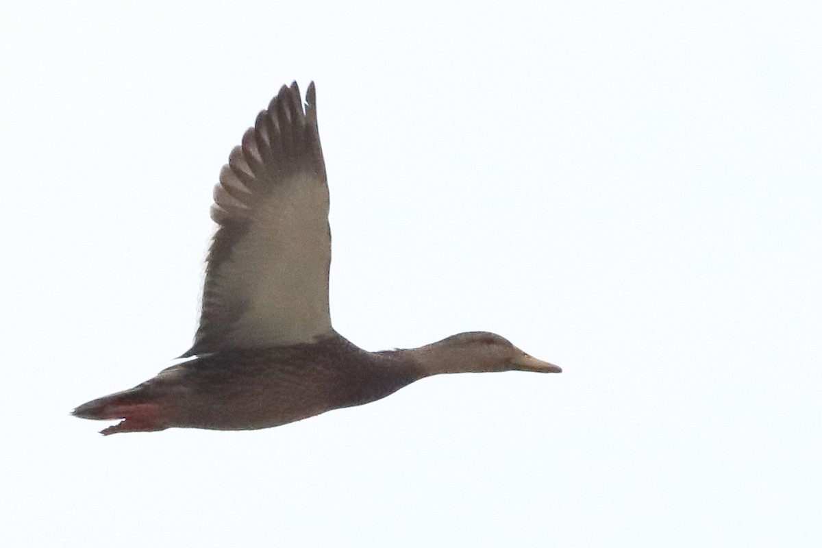 Mexican Duck - ML637454521