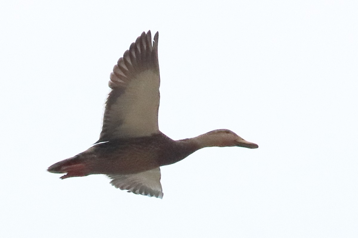 Mexican Duck - ML637454522