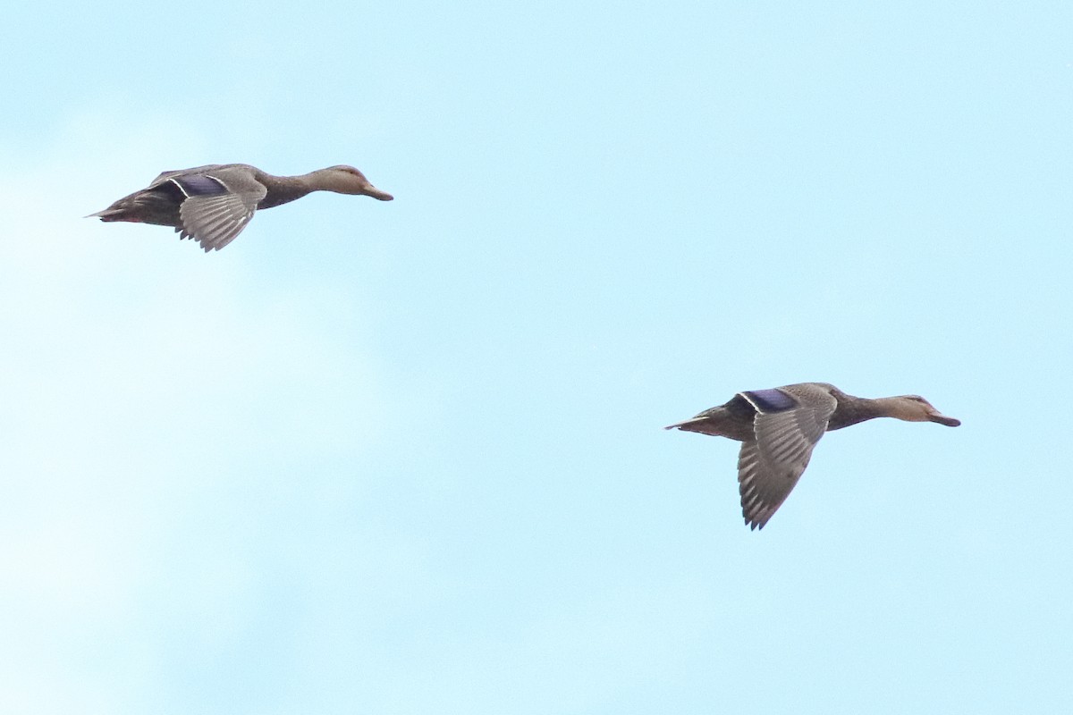 Mexican Duck - ML637454524