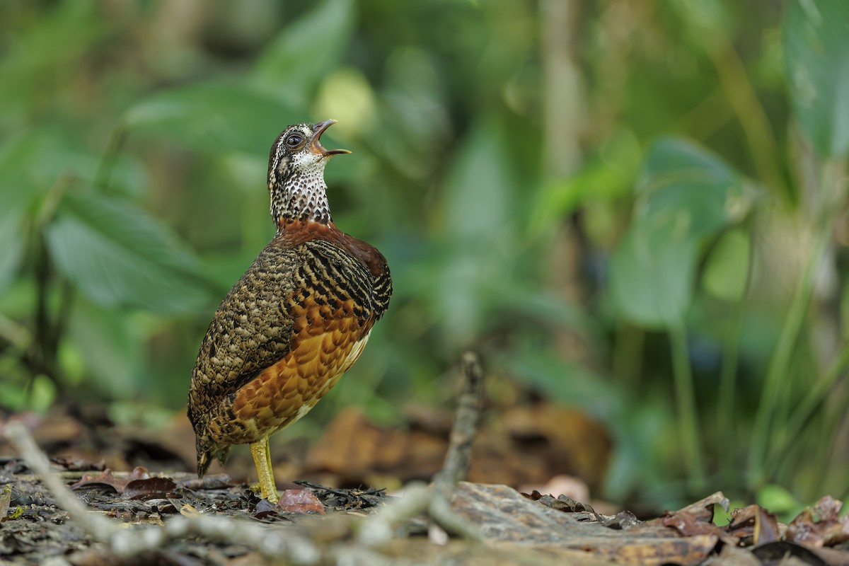 Sabah Partridge - ML637454541