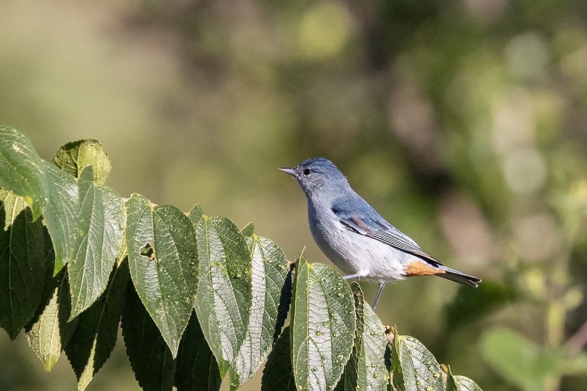 Chestnut-vented Conebill - ML637454547