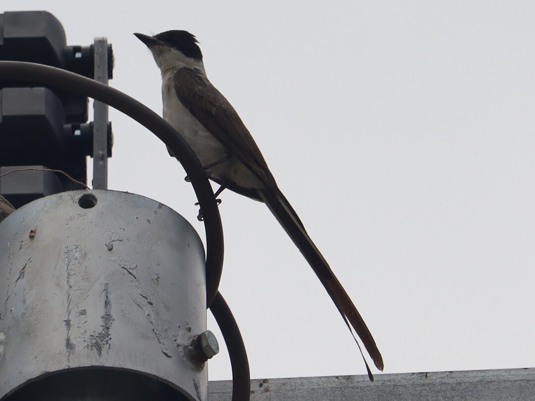 Fork-tailed Flycatcher - ML637454586