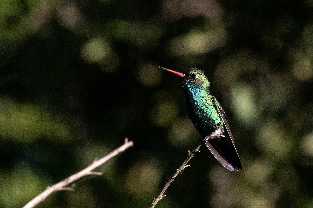 Glittering-bellied Emerald - ML637454602