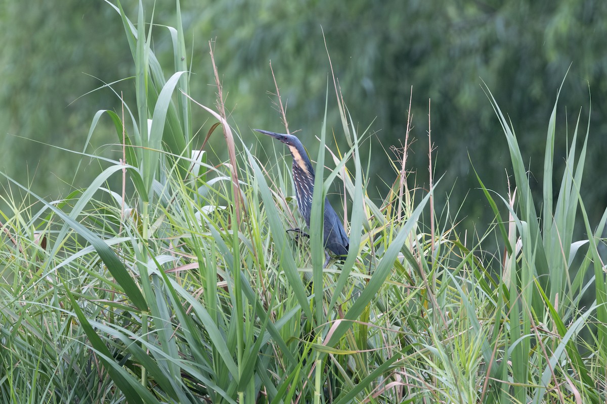 Black Bittern - ML637454626