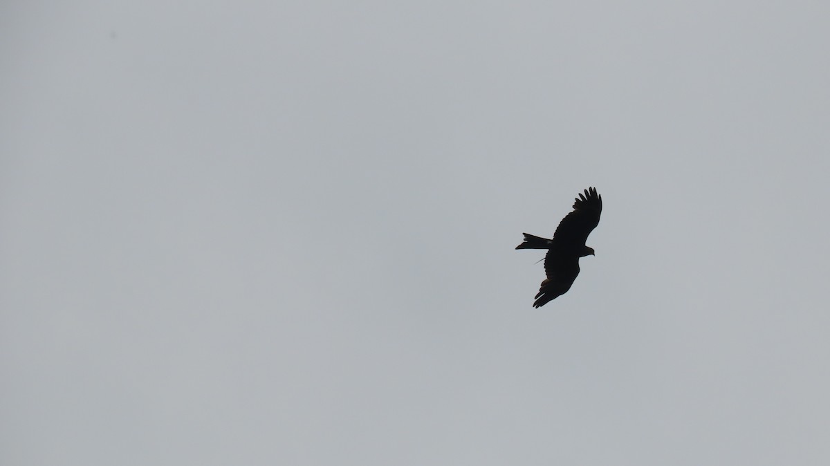 Black Kite - ML637454629