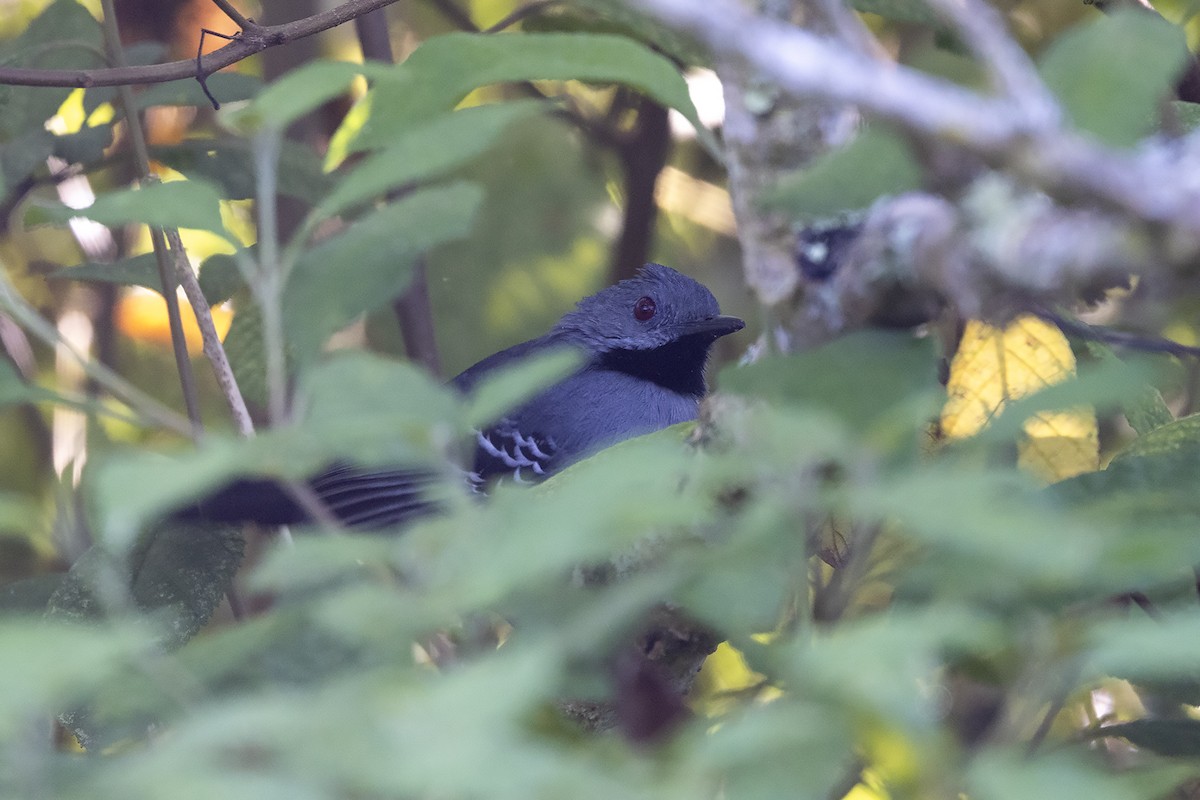 Slender Antbird - ML637454637