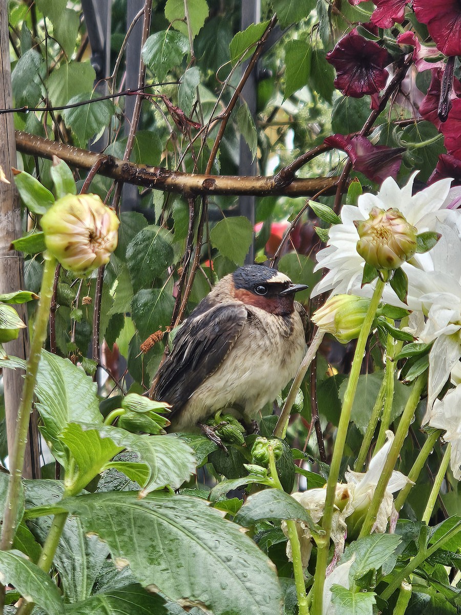 Cliff Swallow - ML637454643