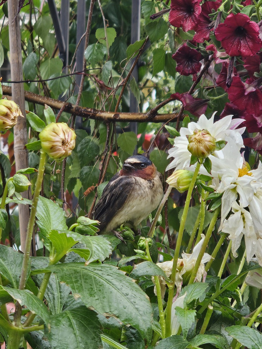 Cliff Swallow - ML637454644