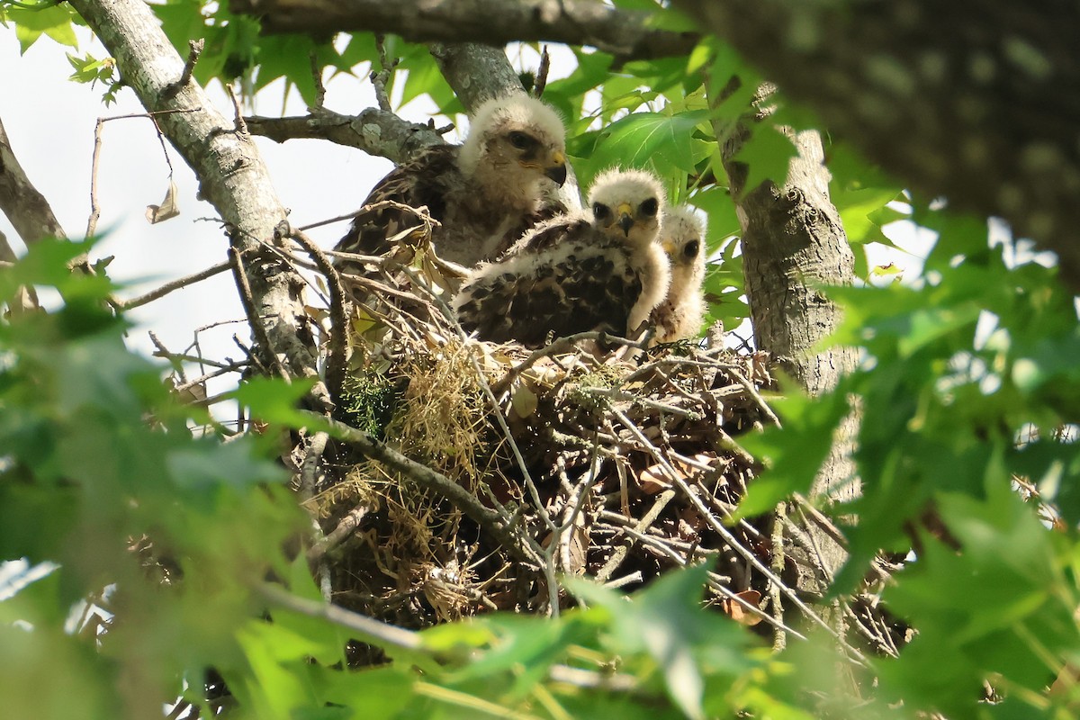 Red-shouldered Hawk - ML637454647