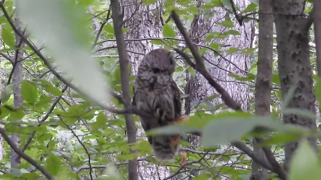 アメリカフクロウ - ML637454728