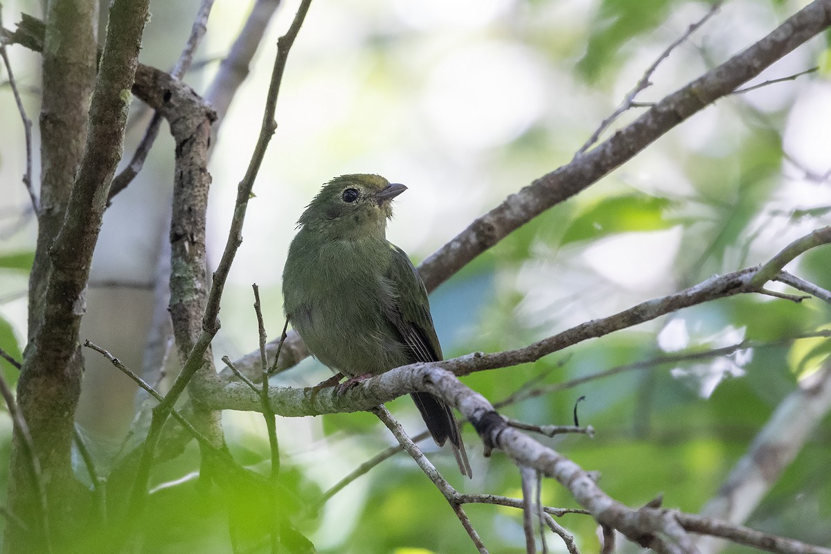 Swallow-tailed Manakin - ML637454843