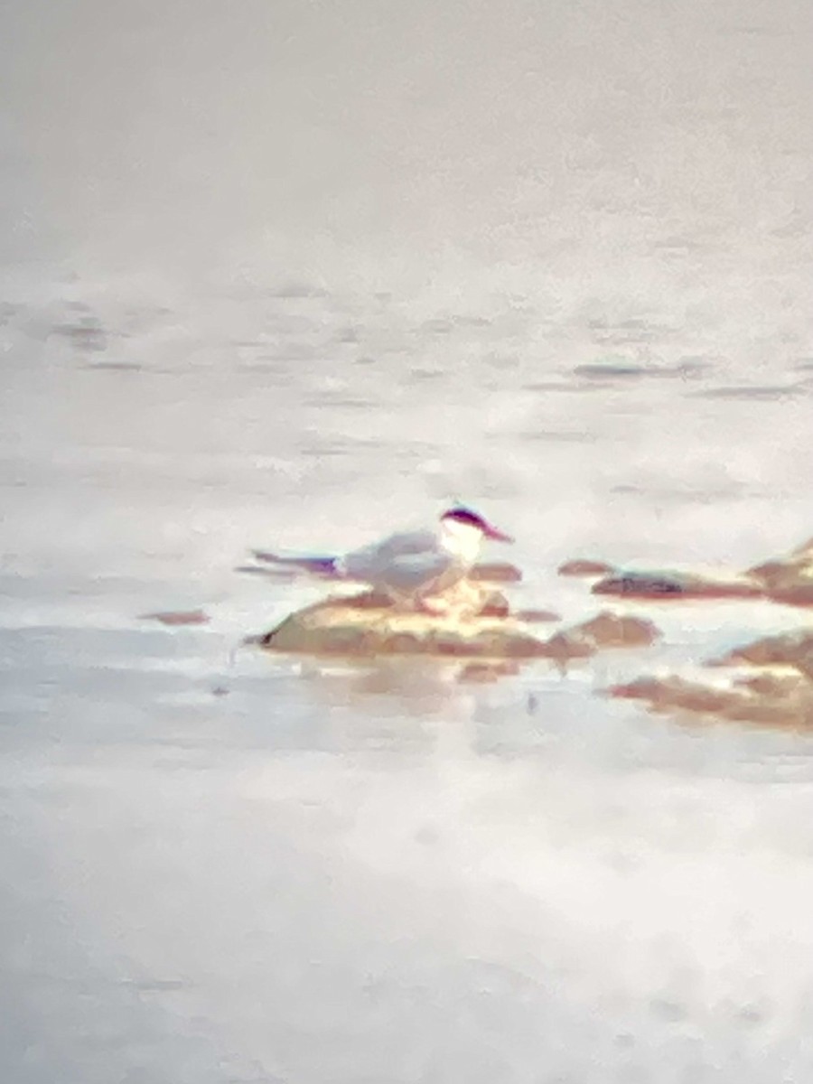 Common Tern - ML637454869