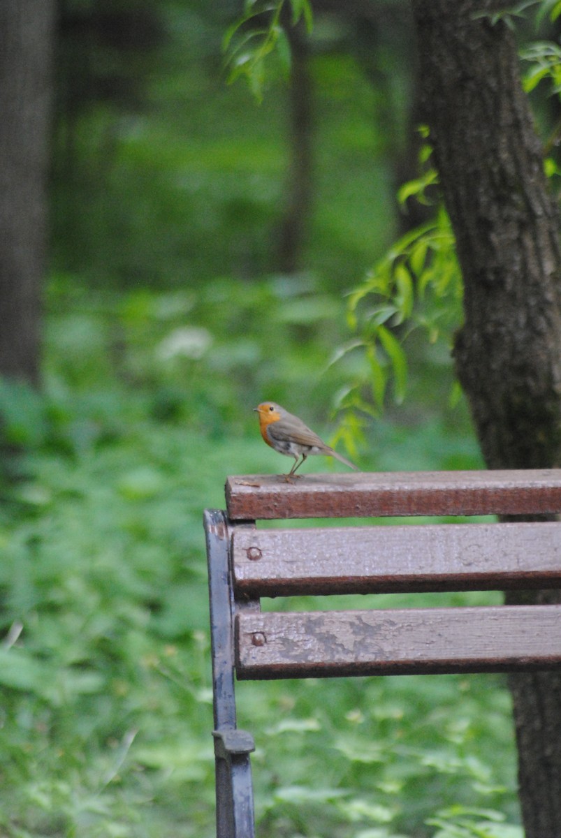 European Robin - ML637454911
