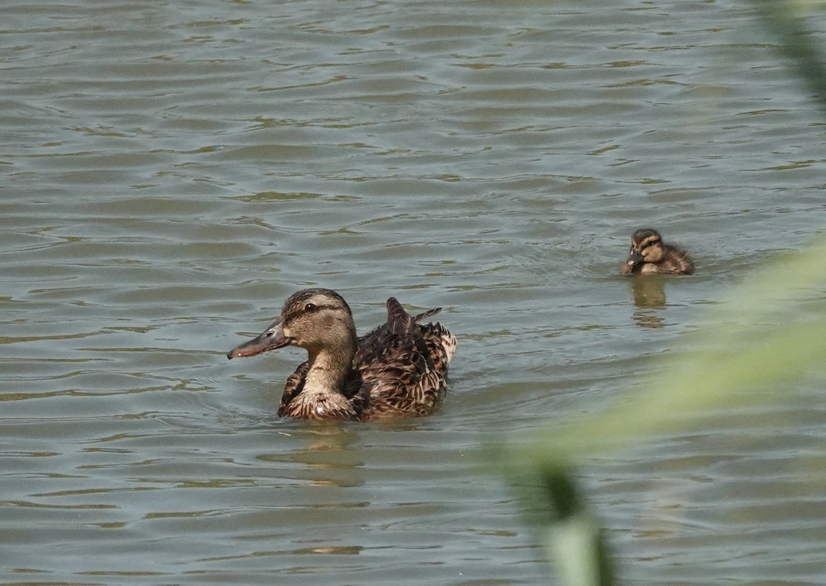 Mallard - ML637454914
