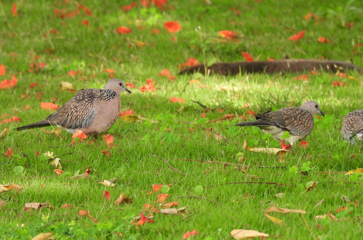 Spotted Dove - ML637454916