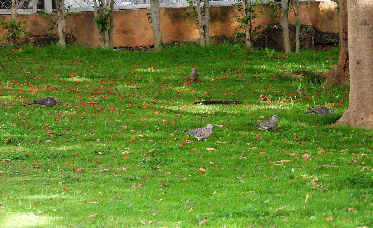 Spotted Dove - ML637454917