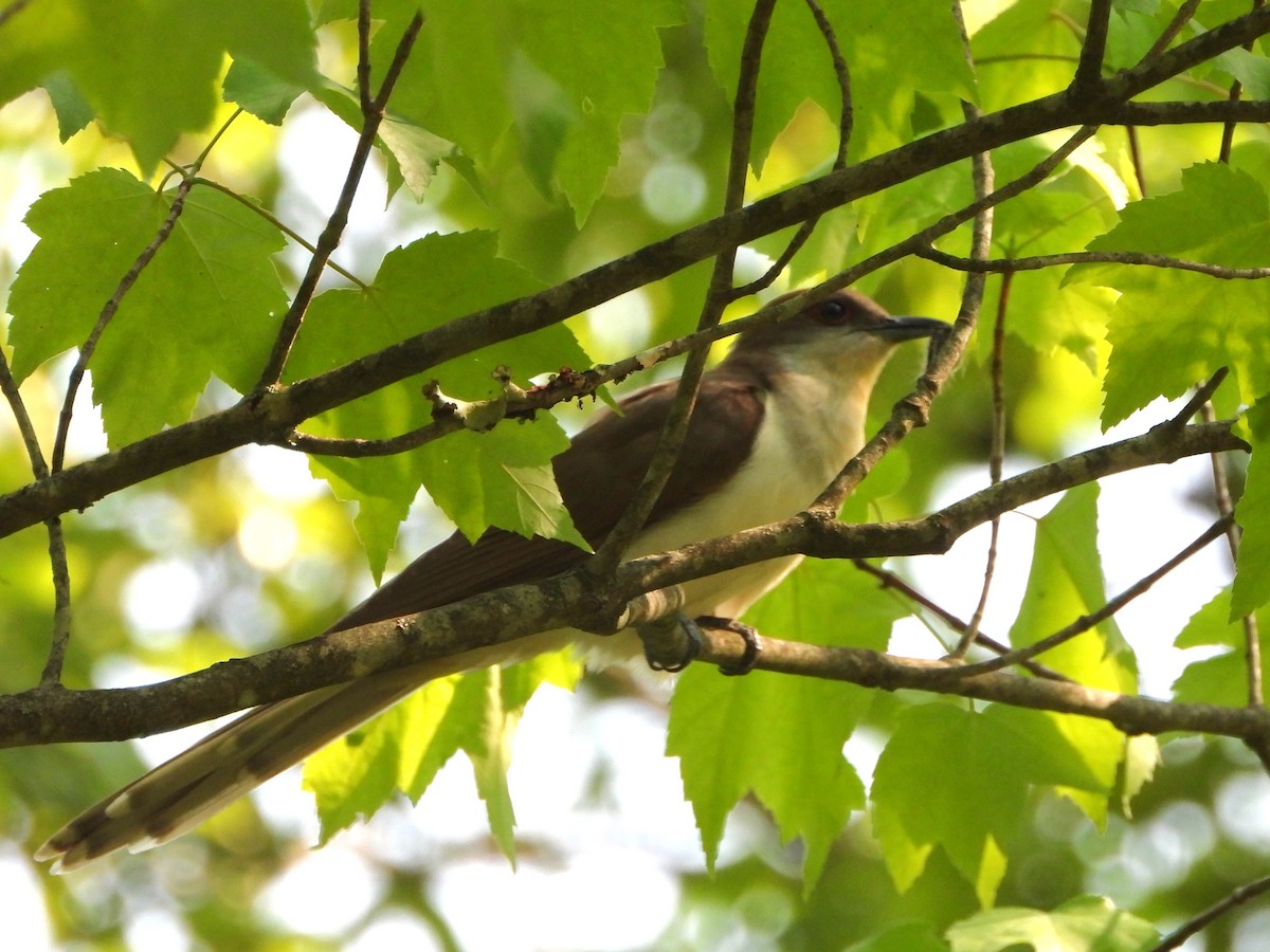 Black-billed Cuckoo - ML637454919