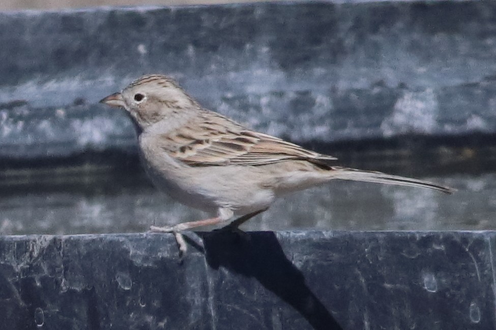 Brewer's Sparrow - ML637454920
