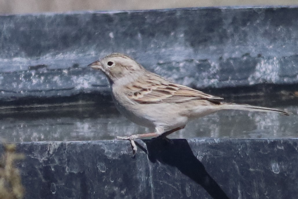Brewer's Sparrow - ML637454921