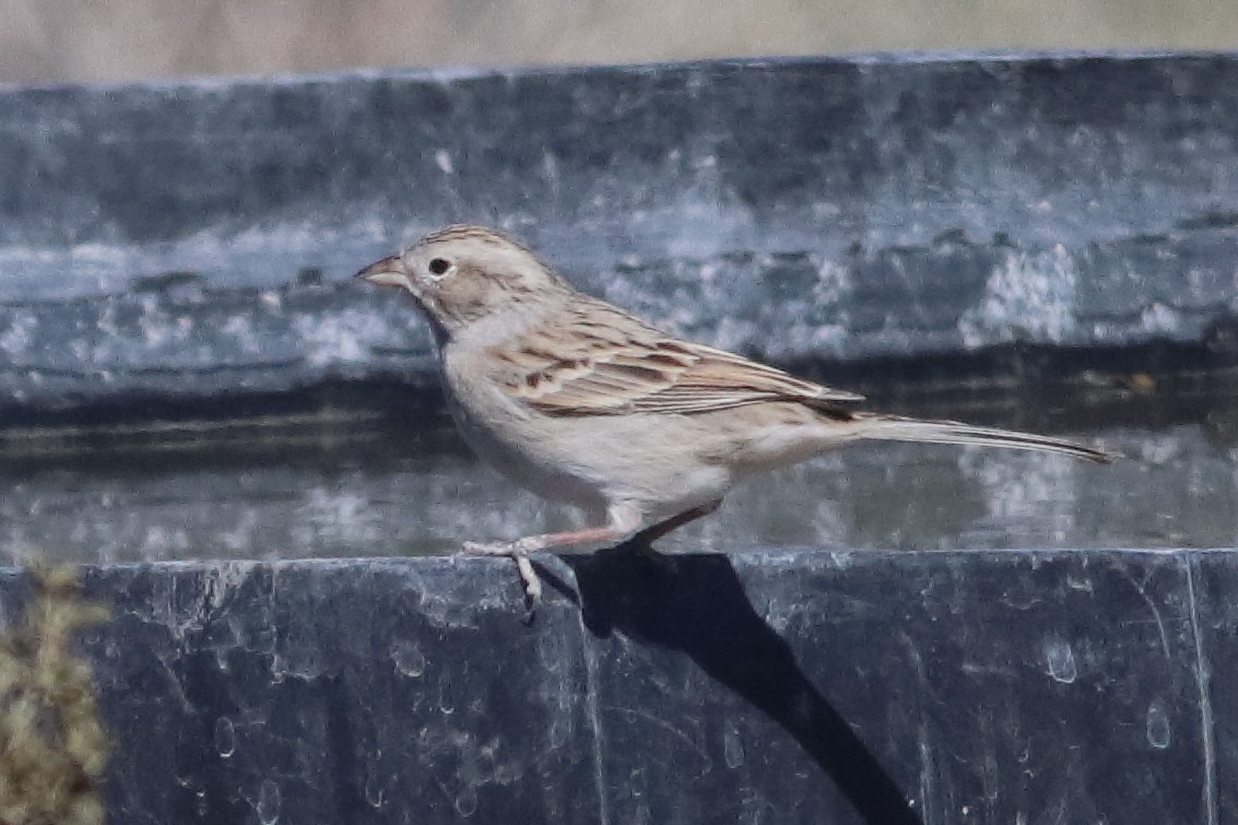 Brewer's Sparrow - ML637454922