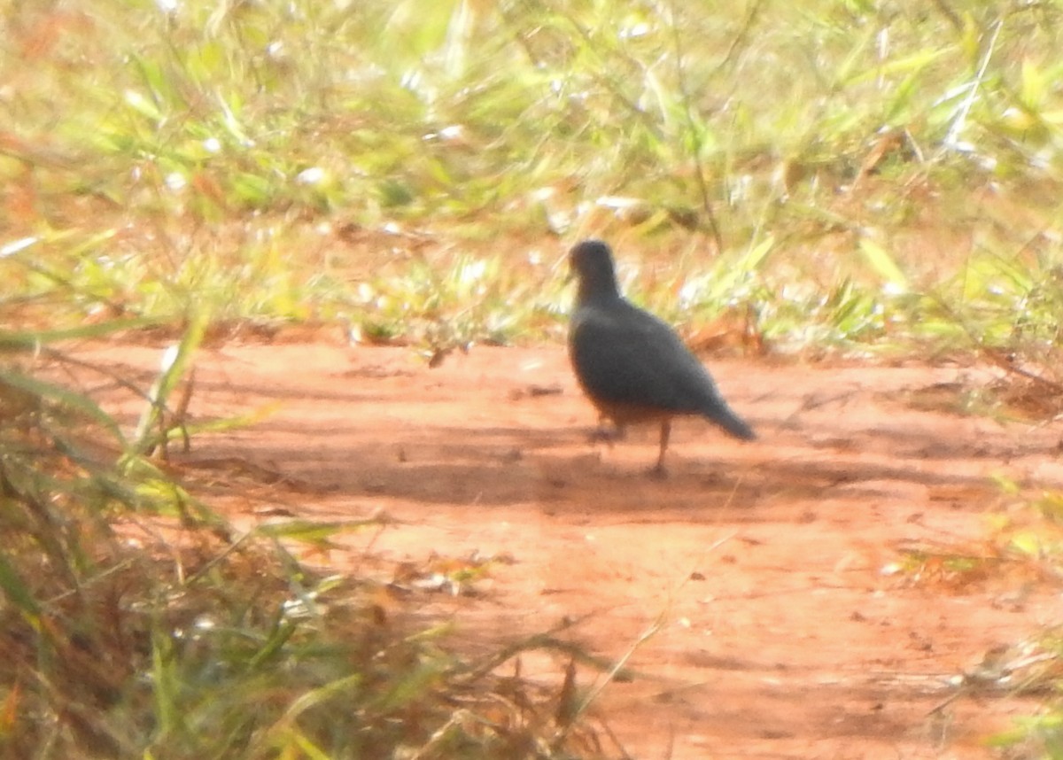 White-tipped Dove - ML637454929